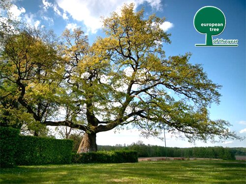 Dąb-Wybickiego-treeoftheyear